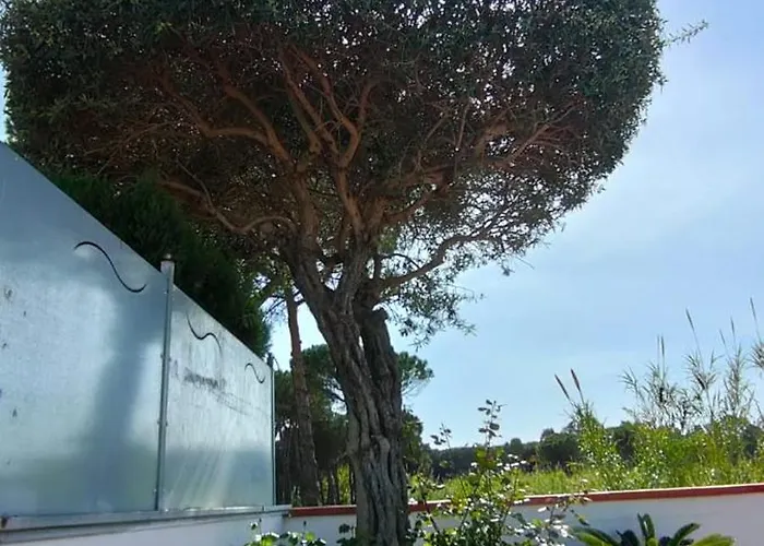 Marina Capaccio
