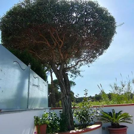 Marina Capaccio